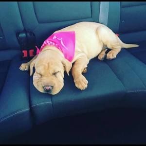 Meet your Posher, Jackson